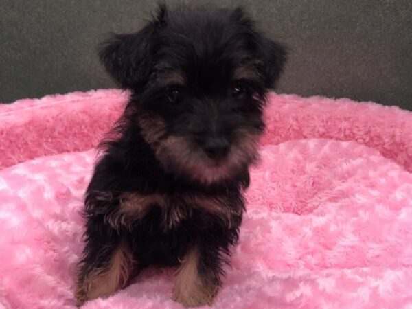 Miniature Schnoodle DOG Female Black & Tan 8471 Petland San Antonio, TX