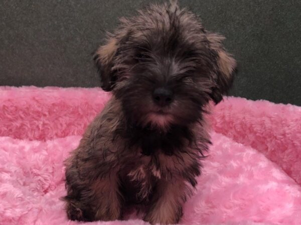 Miniature Schnoodle DOG Female Grey 8472 Petland San Antonio, TX