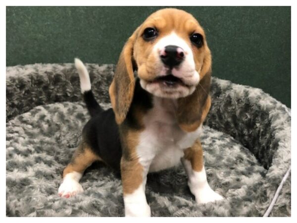 Beagle-DOG-Male-Black White & Tan-8473-Petland San Antonio, TX