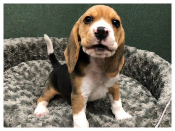 Beagle DOG Male Black White & Tan 8473 Petland San Antonio, TX