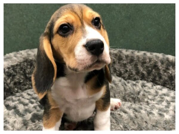 Beagle DOG Male Black White & Tan 8474 Petland San Antonio, TX