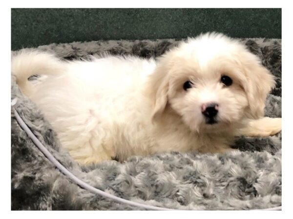 Coton De Tulear DOG Male White 8475 Petland San Antonio, TX