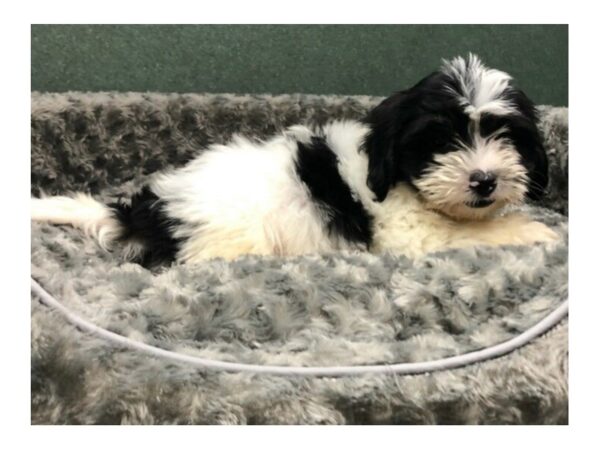 Coton De Tulear DOG Male Black & White 8476 Petland San Antonio, TX