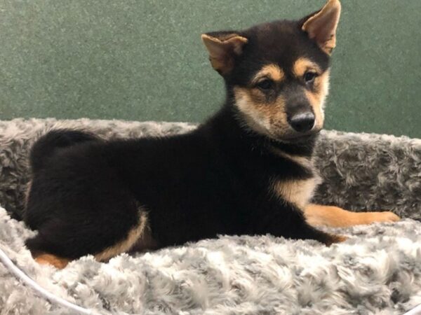 Shiba Inu DOG Male Black White & Tan 8477 Petland San Antonio, TX