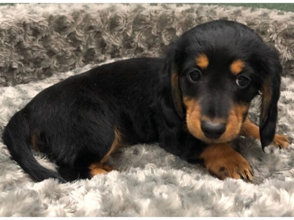 Dachshund DOG Female Black & Tan 8479 Petland San Antonio, TX