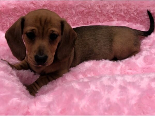 Dachshund DOG Female Red 8480 Petland San Antonio, TX