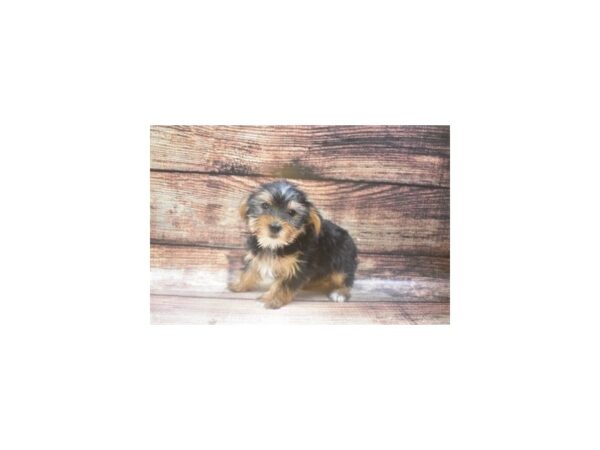 Yorkshire Terrier-DOG-Female-Black & Tan-8490-Petland San Antonio, TX