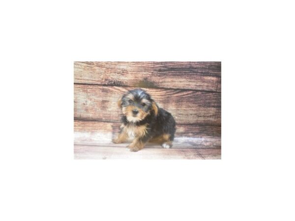 Yorkshire Terrier DOG Female Black & Tan 8490 Petland San Antonio, TX