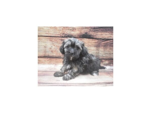 Havachon DOG Male Black & Silver Brindle 8488 Petland San Antonio, TX