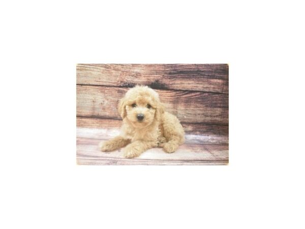 Mini Goldendoodle 2nd Gen DOG Male Golden 5364 Petland San Antonio, TX