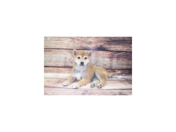Shiba Inu-DOG-Female-Red & White-8489-Petland San Antonio, TX