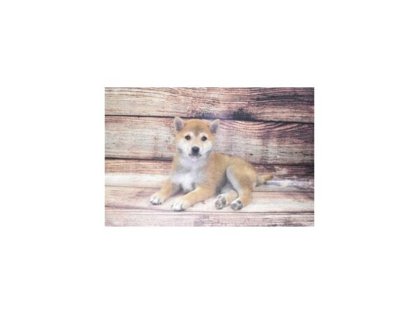 Shiba Inu DOG Female Red & White 8489 Petland San Antonio, TX