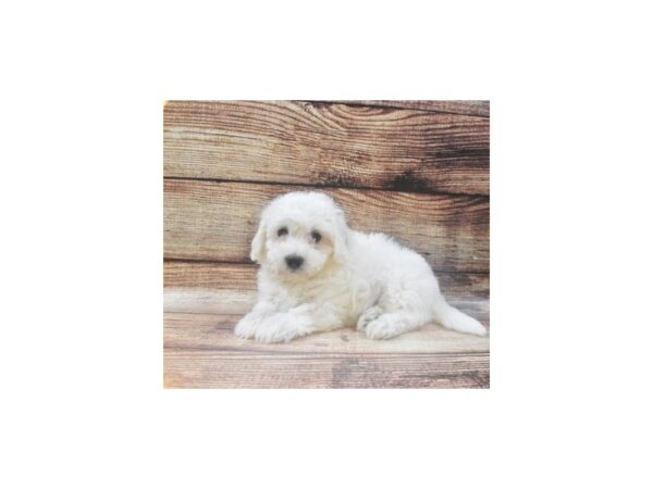 Coton De Tulear DOG Male White 5363 Petland San Antonio, TX