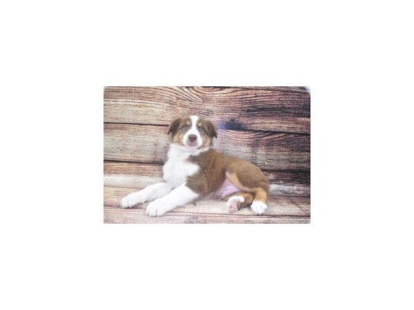 Australian Shepherd DOG Male Red & White 8487 Petland San Antonio, TX