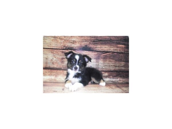 Miniature Australian Shepherd-DOG-Female-Black White and Brown-5365-Petland San Antonio, TX