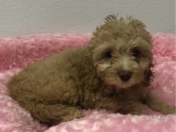 Cockapoo-DOG-Female-Cream-8484-Petland San Antonio, TX