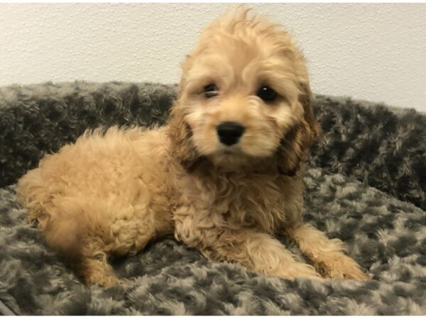 Cockapoo DOG Male Cream 8486 Petland San Antonio, TX