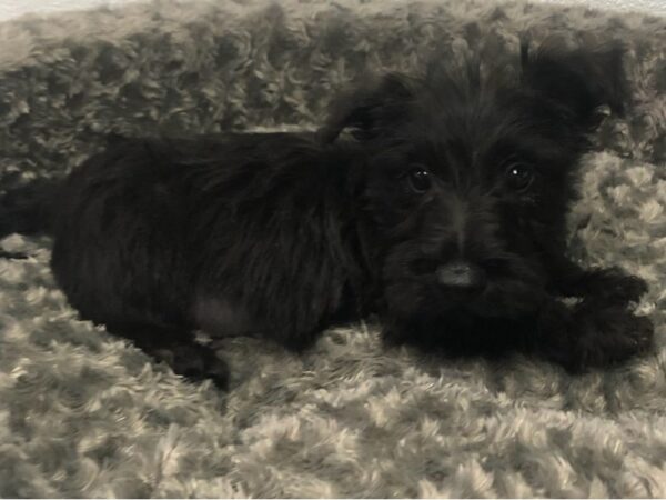 Scottish Terrier DOG Male Black 8491 Petland San Antonio, TX