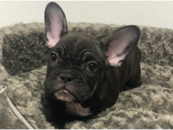 French Bulldog-DOG-Male-Black Brindle-8493-Petland San Antonio, TX