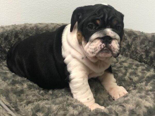 English Bulldog DOG Male Black White & Tan 8494 Petland San Antonio, TX