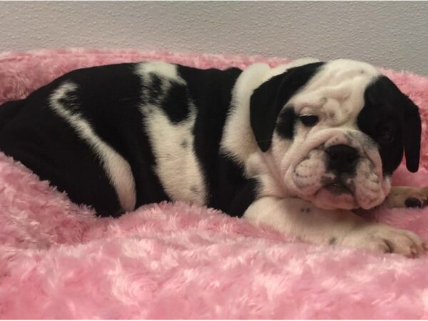 English Bulldog DOG Female Black & White 8495 Petland San Antonio, TX