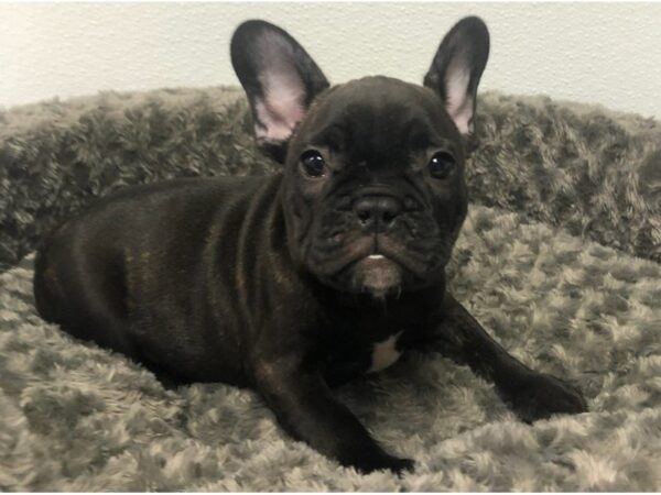 French Bulldog-DOG-Male-Black Brindle-8496-Petland San Antonio, TX