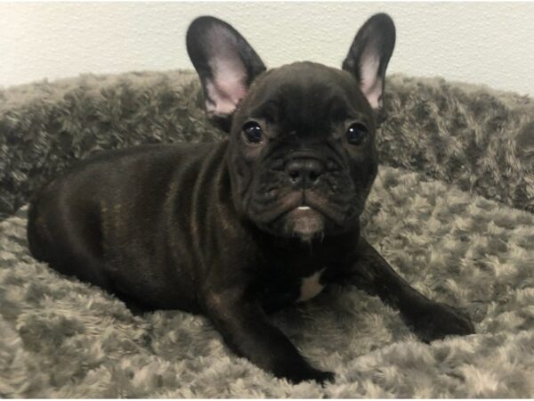 French Bulldog DOG Male Black Brindle 8496 Petland San Antonio, TX