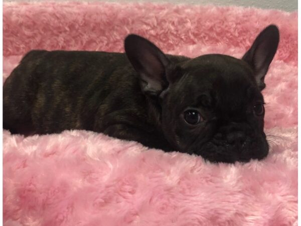 French Bulldog DOG Female Black Brindle 8497 Petland San Antonio, TX