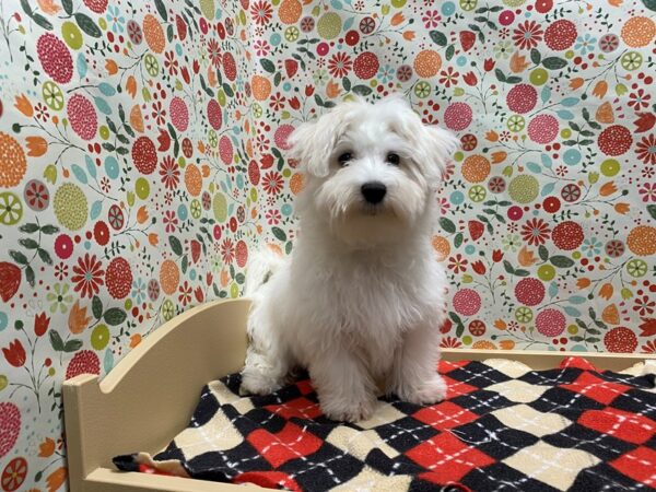 Maltese-DOG-Male-wh blk pts-5293-Petland San Antonio, TX
