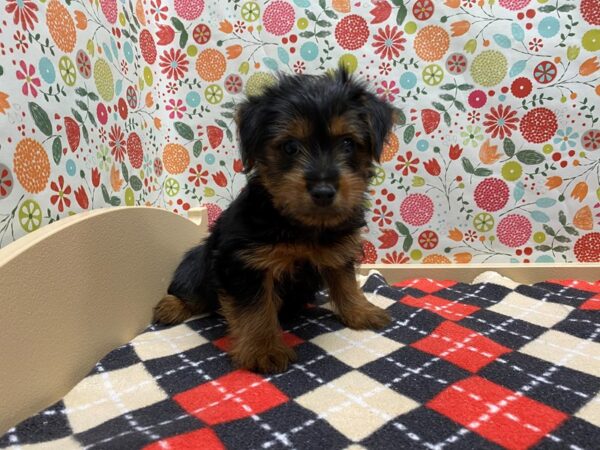 Yorkshire Terrier DOG Male blk & tn 5367 Petland San Antonio, TX