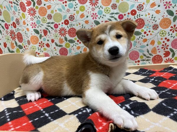 Shiba Inu DOG Female rd ssme, wh mkgs 5368 Petland San Antonio, TX