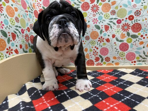 English Bulldog DOG Female blk & wh 5370 Petland San Antonio, TX