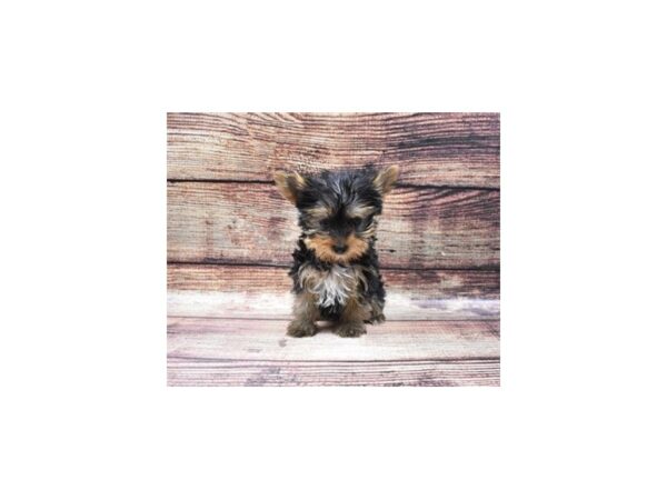 Yorkshire Terrier DOG Male Black and Tan 5381 Petland San Antonio, TX