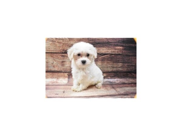 Coton De Tulear-DOG-Female-White-5378-Petland San Antonio, TX