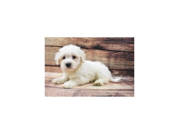 Coton De Tulear DOG Male White 8505 Petland San Antonio, TX