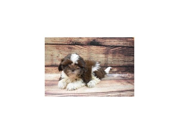 Shih Tzu DOG Male Liver and White 8508 Petland San Antonio, TX