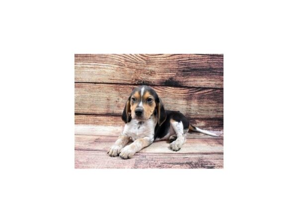 Beagle DOG Male Black and Tan 5377 Petland San Antonio, TX