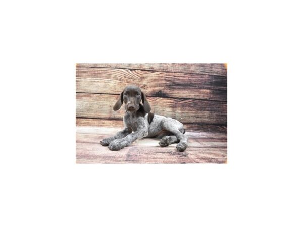 German Shorthair Pointer DOG Female Liver and White 5380 Petland San Antonio, TX