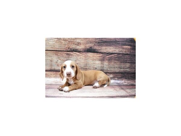 Dachshund-DOG-Male-Fawn-5379-Petland San Antonio, TX