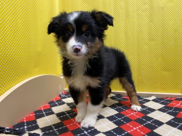 Miniature Australian Shepherd DOG Female tri 5382 Petland San Antonio, TX