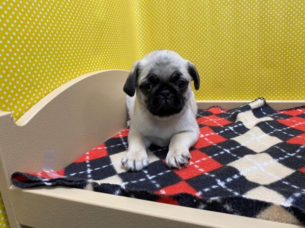 Pug-DOG-Male-fn, blk msk-5375-Petland San Antonio, TX