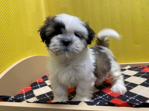 Shih Tzu-DOG-Male-wh & gld parti-5374-Petland San Antonio, TX