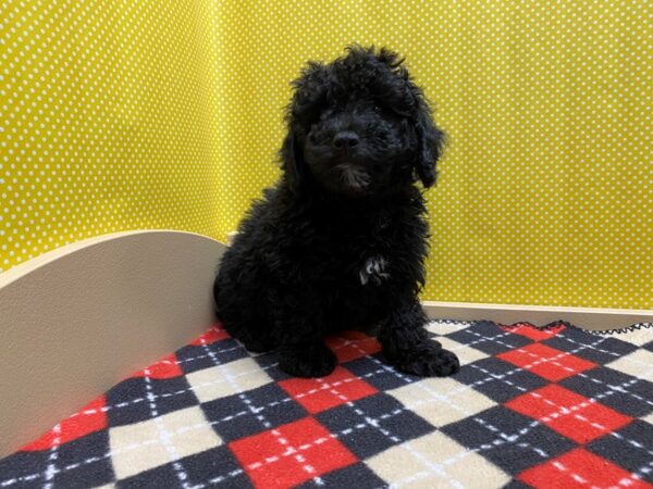 2nd Generation Mini Goldendoodle DOG blk, wh mkgs 5373 Petland San Antonio, TX