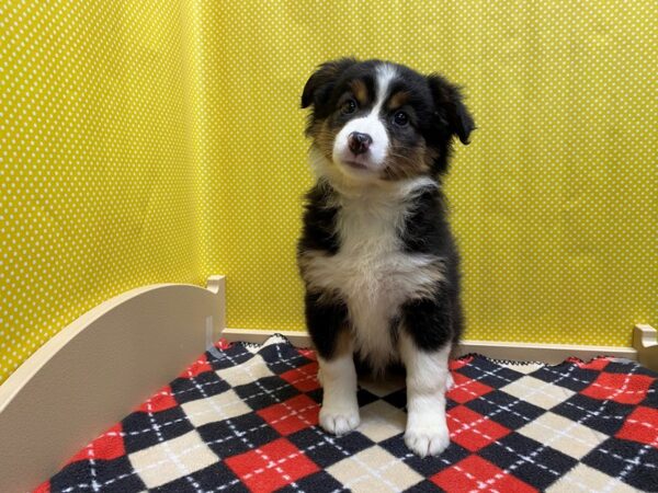 Miniature Australian Shepherd DOG Female tri 5383 Petland San Antonio, TX