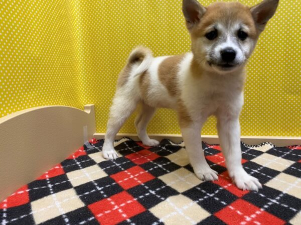 Shiba Inu DOG Female rd sesame, pnto 5376 Petland San Antonio, TX