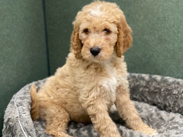 Goldendoodle DOG Male Goldendoodle 8498 Petland San Antonio, TX