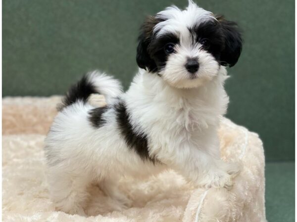 Papitese DOG Female Black & White 8503 Petland San Antonio, TX