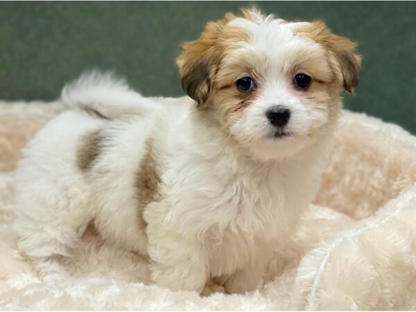 Papitese DOG Female Brown & White 8504 Petland San Antonio, TX