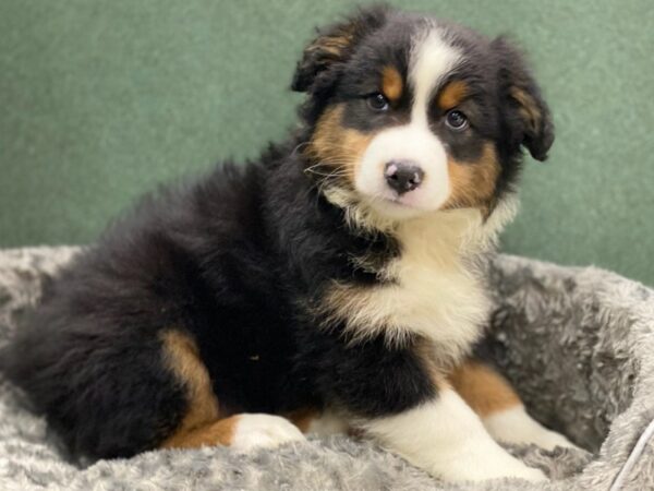 Miniature Australian Shepherd DOG Male Black White & Tan 8500 Petland San Antonio, TX