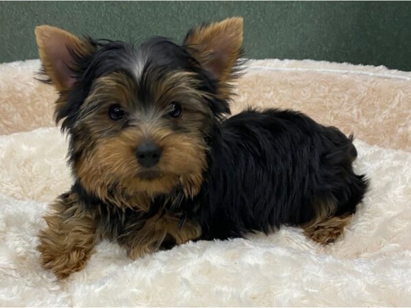 Yorkshire Terrier DOG Male Black & Tan 8509 Petland San Antonio, TX